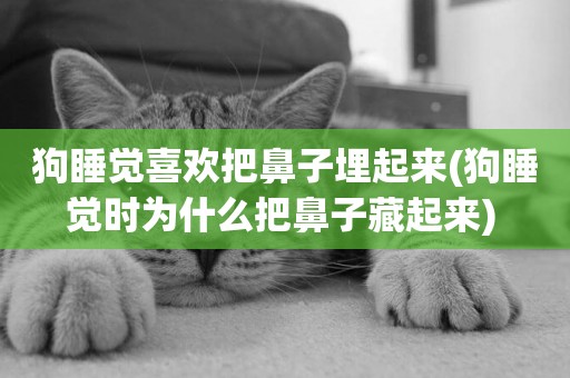 狗睡覺喜歡把鼻子埋起來(狗睡覺時為什么把鼻子藏起來) 