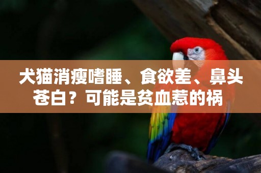 犬貓消瘦嗜睡、食欲差、鼻頭蒼白？可能是貧血惹的禍 