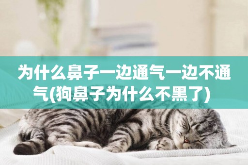 為什么鼻子一邊通氣一邊不通氣(狗鼻子為什么不黑了) 