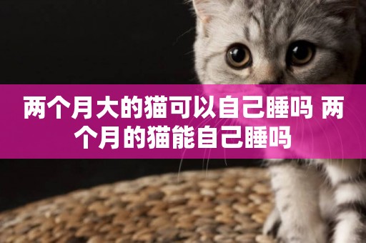 兩個月大的貓可以自己睡嗎 兩個月的貓能自己睡嗎