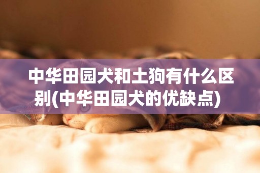 中華田園犬和土狗有什么區別(中華田園犬的優缺點) 
