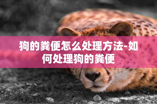 狗的糞便怎么處理方法-如何處理狗的糞便