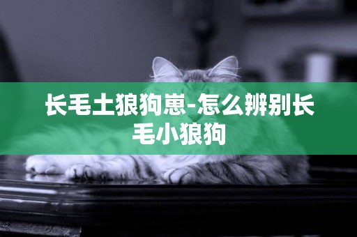 長毛土狼狗崽-怎么辨別長毛小狼狗