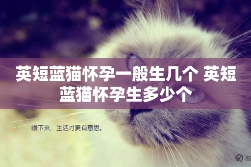 英短藍貓懷孕一般生幾個 英短藍貓懷孕生多少個