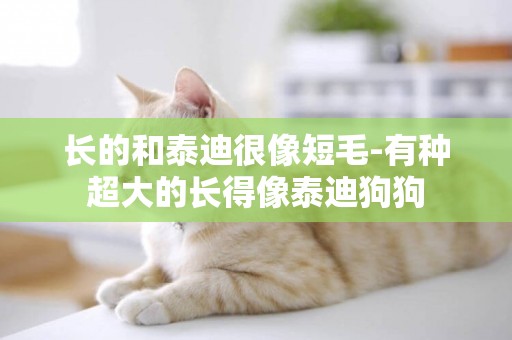 長的和泰迪很像短毛-有種超大的長得像泰迪狗狗