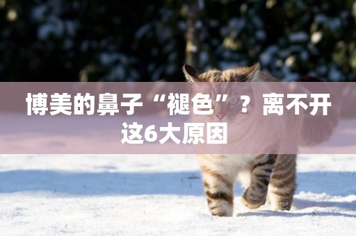 博美的鼻子“褪色”？離不開這6大原因 