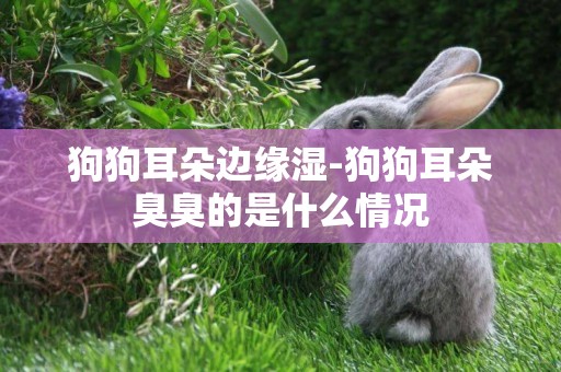 狗狗耳朵邊緣濕-狗狗耳朵臭臭的是什么情況