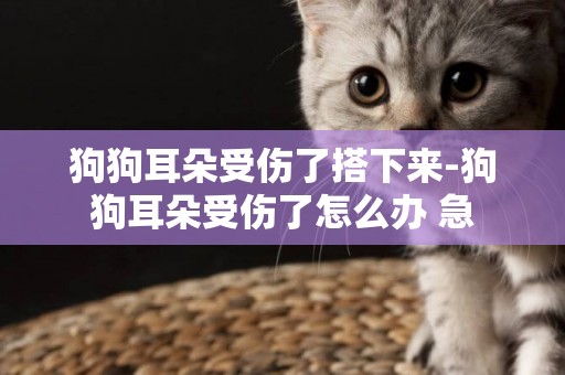 狗狗耳朵受傷了搭下來-狗狗耳朵受傷了怎么辦 急