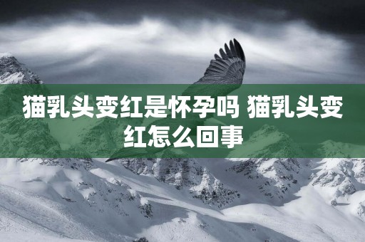 貓乳頭變紅是懷孕嗎 貓乳頭變紅怎么回事