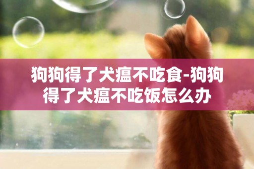 狗狗得了犬瘟不吃食-狗狗得了犬瘟不吃飯怎么辦