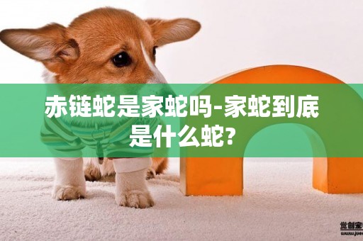 赤鏈蛇是家蛇嗎-家蛇到底是什么蛇?