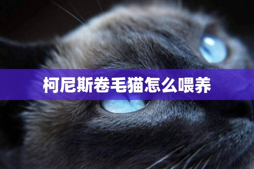 柯尼斯卷毛貓怎么喂養