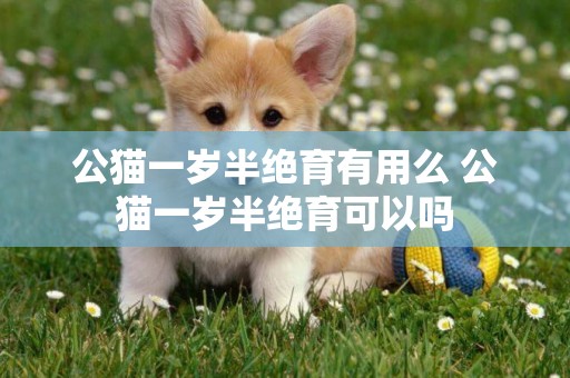 公貓一歲半絕育有用么 公貓一歲半絕育可以嗎