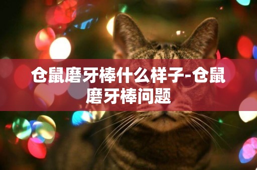 倉鼠磨牙棒什么樣子-倉鼠磨牙棒問題