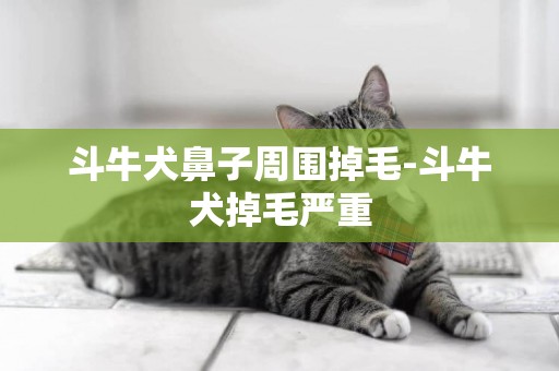 斗牛犬鼻子周圍掉毛-斗牛犬掉毛嚴重