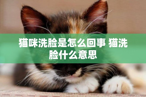 貓咪洗臉是怎么回事 貓洗臉什么意思