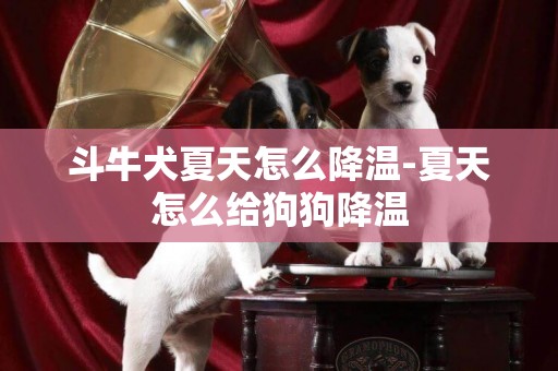 斗牛犬夏天怎么降溫-夏天怎么給狗狗降溫