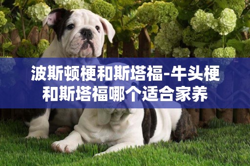 波斯頓梗和斯塔福-牛頭梗和斯塔福哪個適合家養