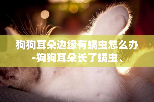 狗狗耳朵邊緣有螨蟲怎么辦-狗狗耳朵長了螨蟲、