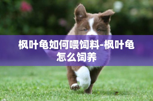 楓葉龜如何喂飼料-楓葉龜怎么飼養