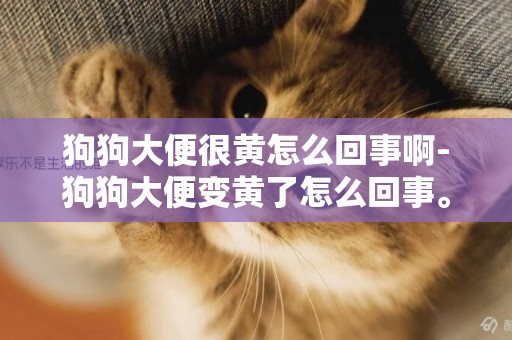 狗狗大便很黃怎么回事啊-狗狗大便變黃了怎么回事。