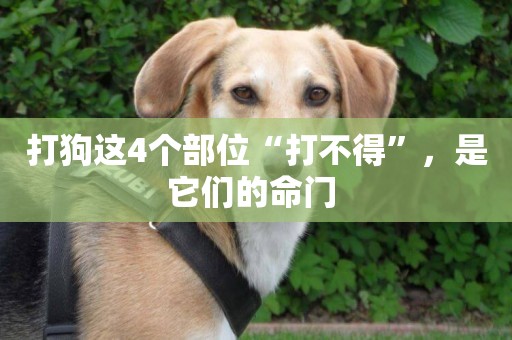 打狗這4個部位“打不得”，是它們的命門 