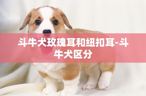 斗牛犬玫瑰耳和紐扣耳-斗牛犬區分