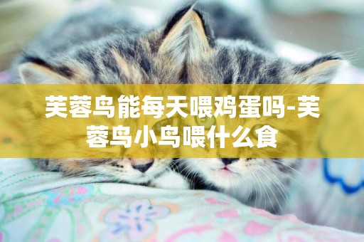 芙蓉鳥能每天喂雞蛋嗎-芙蓉鳥小鳥喂什么食
