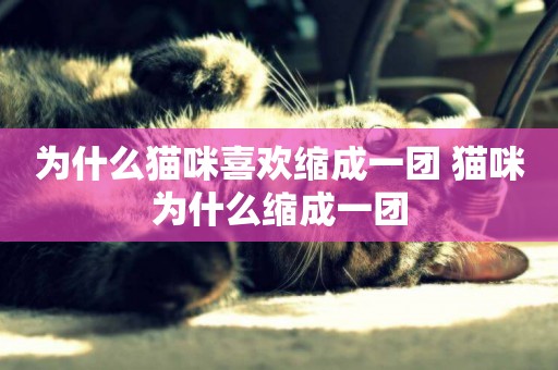為什么貓咪喜歡縮成一團 貓咪為什么縮成一團