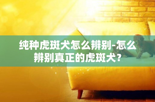 純種虎斑犬怎么辨別-怎么辨別真正的虎斑犬？