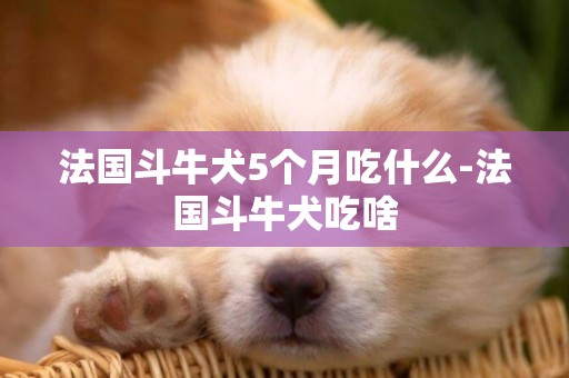 法國斗牛犬5個月吃什么-法國斗牛犬吃啥