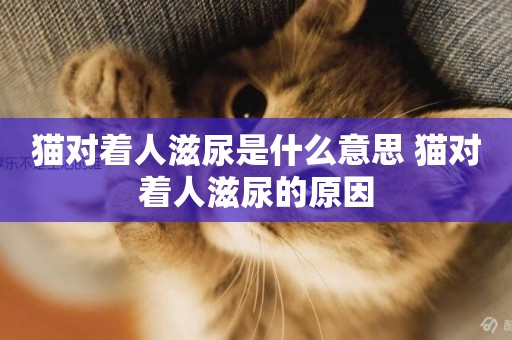 貓對著人滋尿是什么意思 貓對著人滋尿的原因