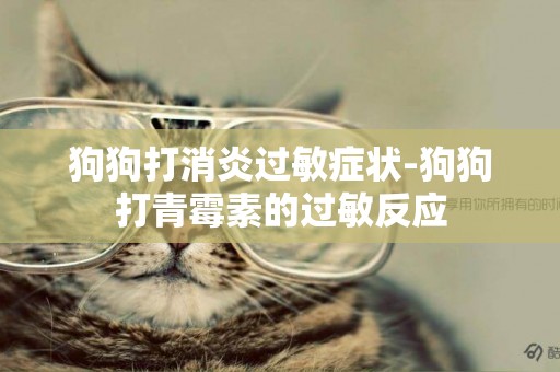 狗狗打消炎過敏癥狀-狗狗打青霉素的過敏反應