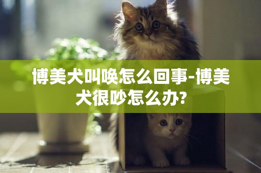 博美犬叫喚怎么回事-博美犬很吵怎么辦?