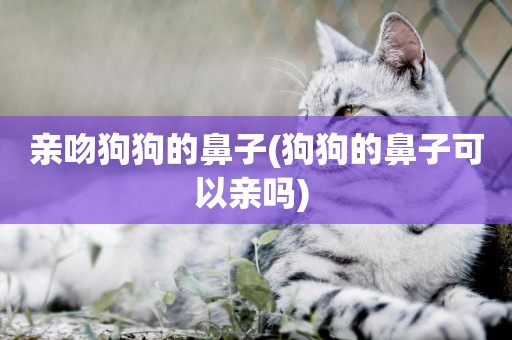 親吻狗狗的鼻子(狗狗的鼻子可以親嗎) 
