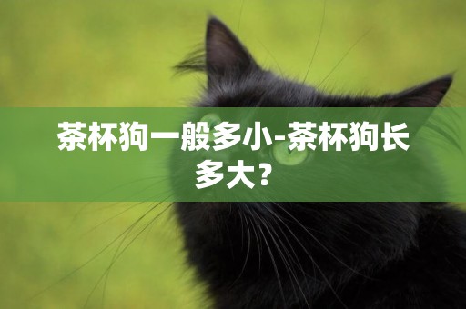 茶杯狗一般多小-茶杯狗長多大？