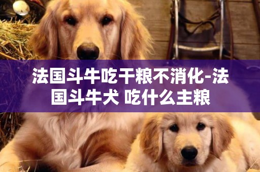 法國斗牛吃干糧不消化-法國斗牛犬 吃什么主糧