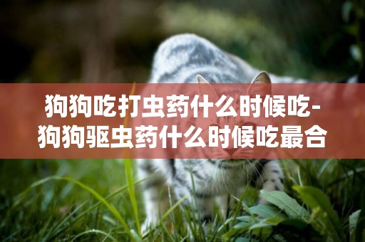 狗狗吃打蟲藥什么時候吃-狗狗驅蟲藥什么時候吃最合適