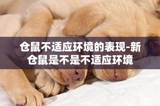 倉鼠不適應環境的表現-新倉鼠是不是不適應環境