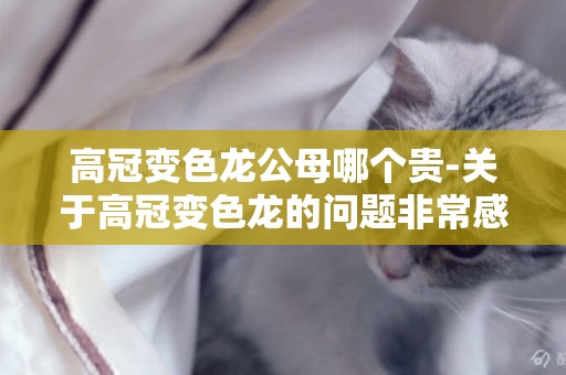 高冠變色龍公母哪個貴-關于高冠變色龍的問題非常感謝