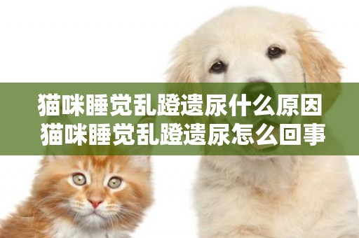 貓咪睡覺亂蹬遺尿什么原因 貓咪睡覺亂蹬遺尿怎么回事