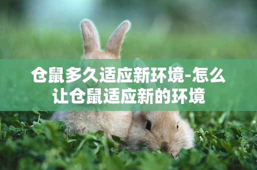 倉鼠多久適應新環境-怎么讓倉鼠適應新的環境