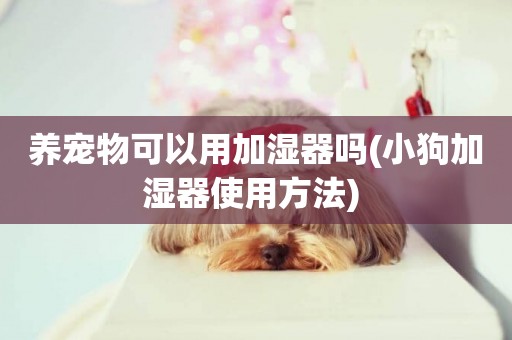 養寵物可以用加濕器嗎(小狗加濕器使用方法) 