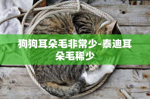 狗狗耳朵毛非常少-泰迪耳朵毛稀少