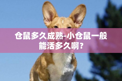 倉鼠多久成熟-小倉鼠一般能活多久啊？