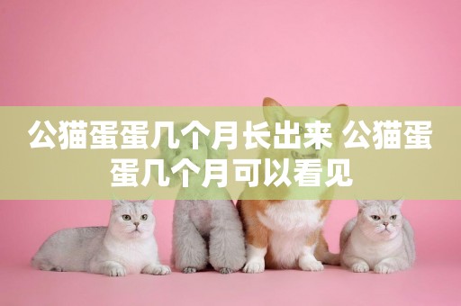 公貓蛋蛋幾個月長出來 公貓蛋蛋幾個月可以看見