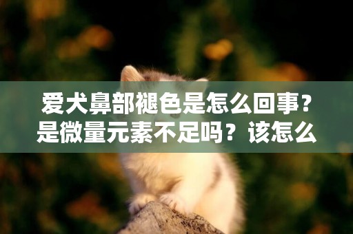 愛犬鼻部褪色是怎么回事？是微量元素不足嗎？該怎么填補呢？ 
