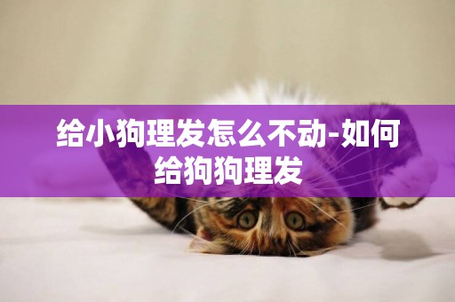 給小狗理發怎么不動-如何給狗狗理發