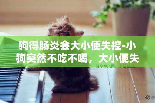 狗得腸炎會大小便失控-小狗突然不吃不喝，大小便失禁，還會流口水，是得了什么病呢？
