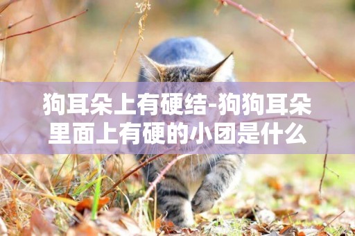 狗耳朵上有硬結-狗狗耳朵里面上有硬的小團是什么